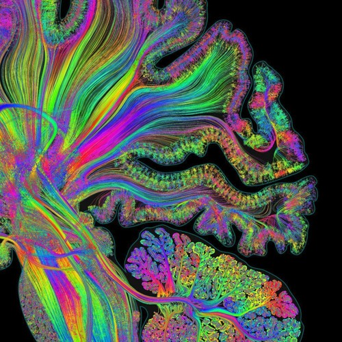 Brain Eraser