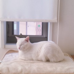 猫とアレルギー(Neko to Allergie) covered by ayaka