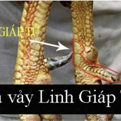 Tìm hiểu gà vảy chọi độc và cách nuôi