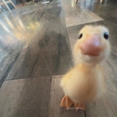 jade(n) - yourcatlikesbuttscratchesbutyoureallylikechinscratches