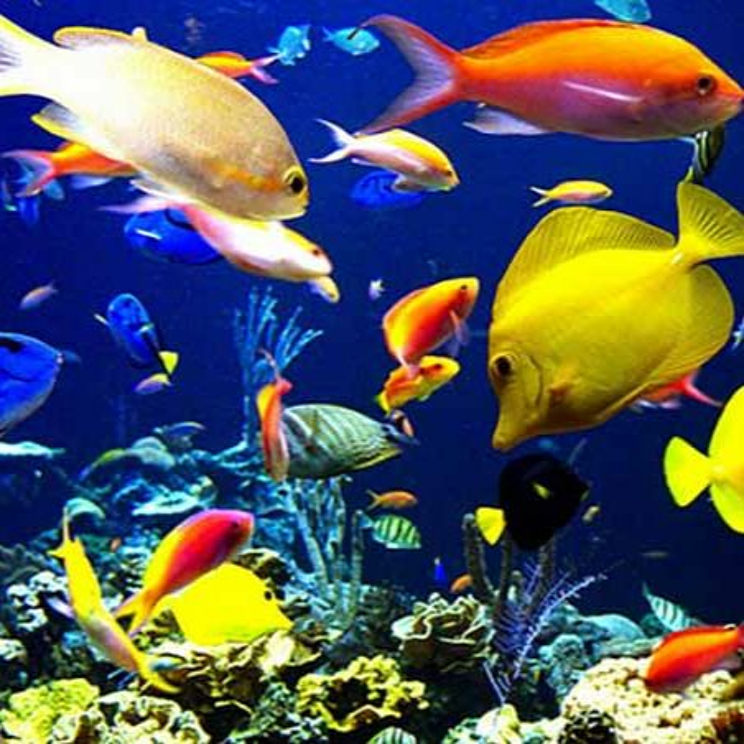 OMU 64: Too old to go to the aquarium