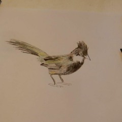 Whipbird Antiphony