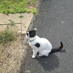 SpotiDownloader.com - Princess Cuts My Wrist - Sickboyrari.mp3