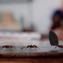 BBC Earth : Micro Kingdoms - Introduction