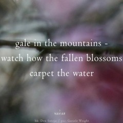 Blossoms Carpet the Water [NaviarHaiku514]