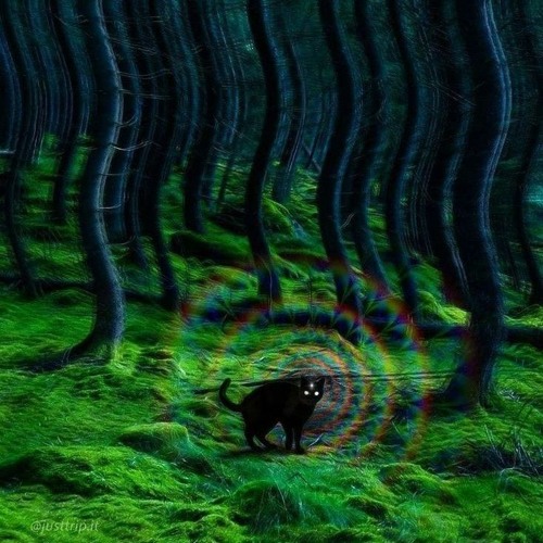Playlist des verstörens