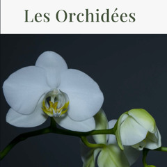 Les Orchidées (Audio Poem)