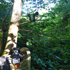Paysage sonore de Séméac - Bois de la Barthe, le 13 juin 2024