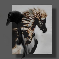 Sleek Crow, Jagged Vulture
