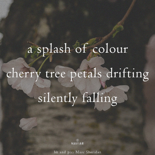 A Splash of Colour - (naviarhaiku - 585)