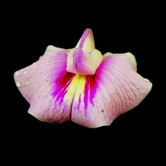 Phalaenopsis