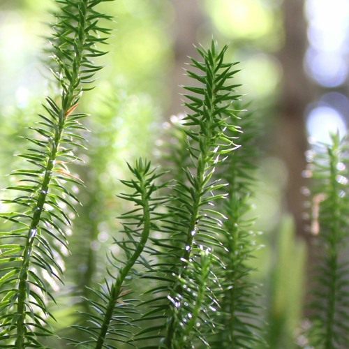 Shining Club Moss