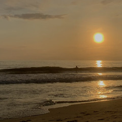 nang nhu mot doa hong phai