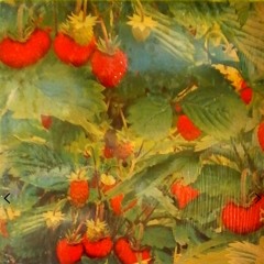 strawberry fields x 100pre