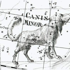 lesser dog