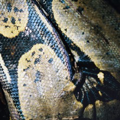 𝒑𝒓𝒆𝒎𝒊𝒆𝒓𝒆: Konalgad - Capsulerie
