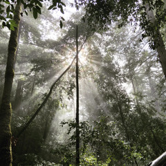 Redwood Crown (demo)