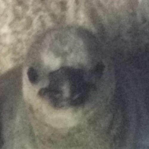 Only You - The Platters Cover