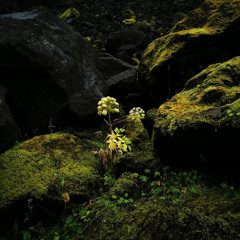 Ruissement pour Stephan