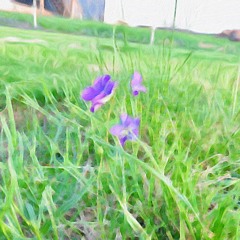 Violets In May