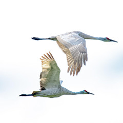 Les oiseaux de passage (Georges Brassens/Jean Richepin)