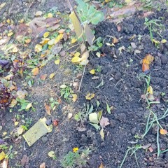 _Russian Federation House..