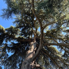 divine tree_wav