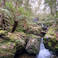 Lickle bit of jungle
