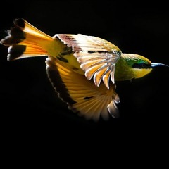 A Bird In The Hand Is Worth Two In The Bush