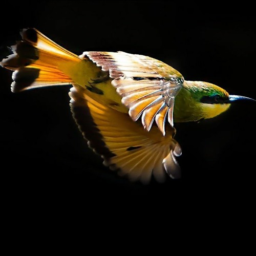 A Bird In The Hand Is Worth Two In The Bush