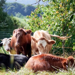 Concert for cows
