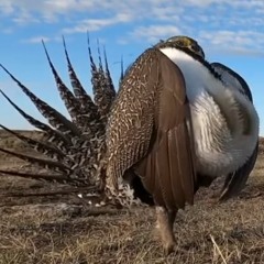 bird!