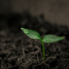 الموت حق.. والحقيقة مرة.