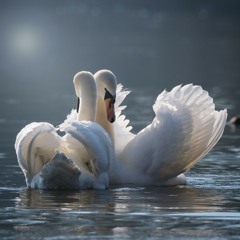 Robin S, Laidback Luke & Steve Angello  - Show Me Love (Mirando del Monte Remix)