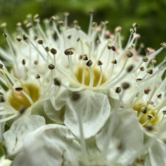 Petals