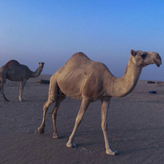 أحبك - سعود الصليلي