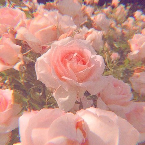 Cánh hồng phai cover | Mino x Thuan