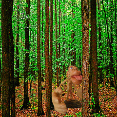 in the woods