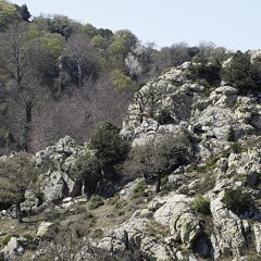 Sonosylva. Forêt de Massanne