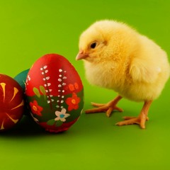Easter Eclectic Stream