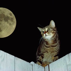 At Night
