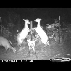 drugs and alcohol at the child party