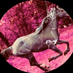 gallop