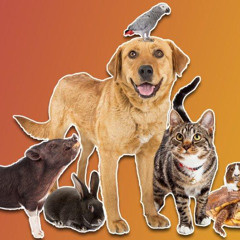 All my pets - Crispy