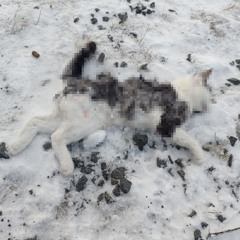 маленький котик (pipescrub)
