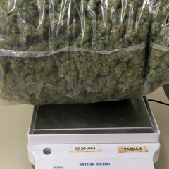 tea tree [Prod Tenferno]