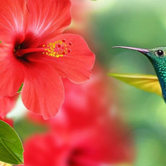 Colibri