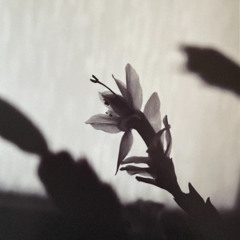 Distortion Cannot Unmake What Love Has Spoken