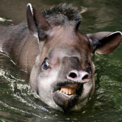 There will never be anotha