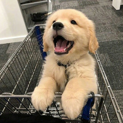 강아지